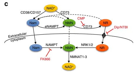 Nicotinamide Mononucleotide