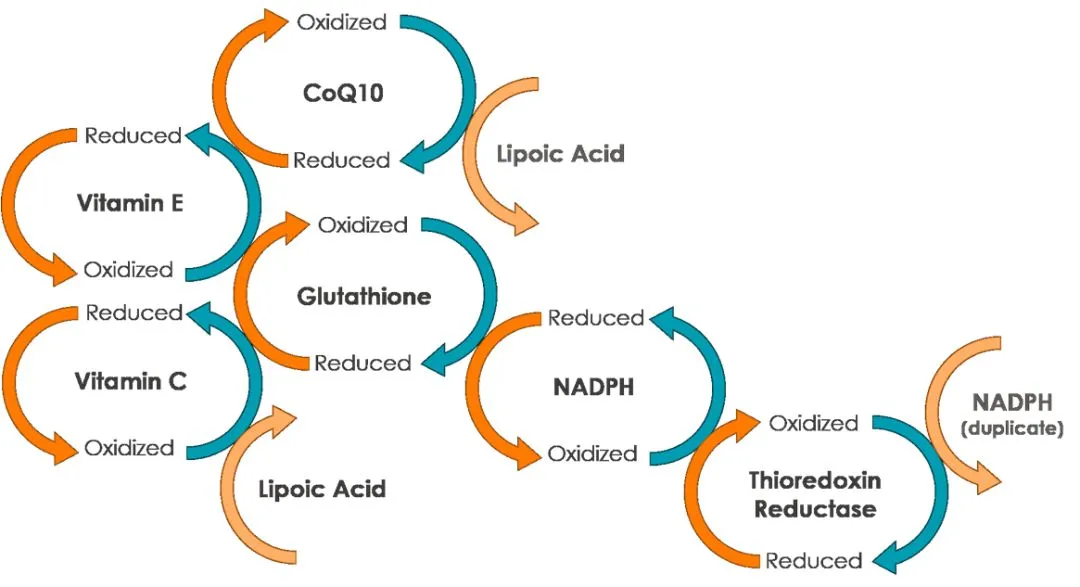 Yeast β - glucan