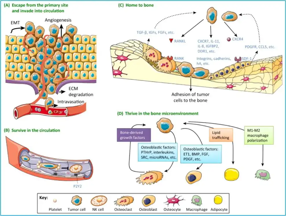 Yeast β - glucan antioxidant