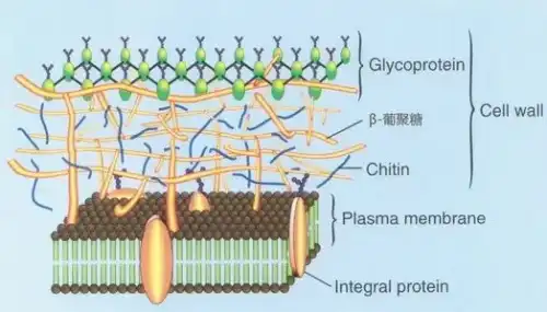 Yeast β - glucan  