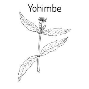 Yohimbe Bark Extract Powder