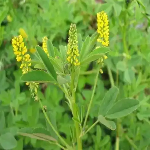 Melilotus Officinalis Extract