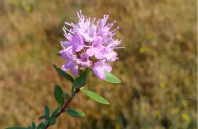 Thymus Serpyllum Extract