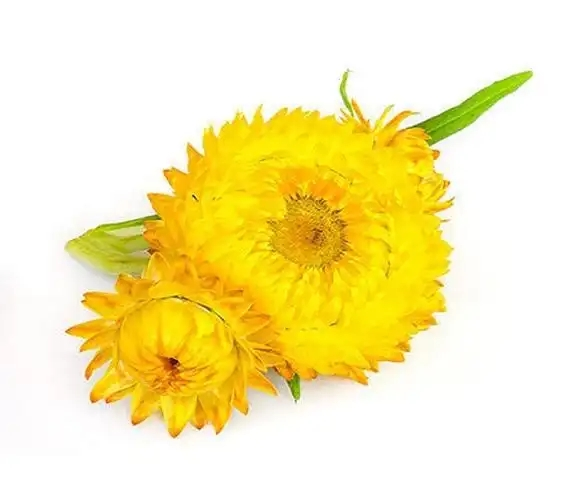 Pure Helichrysum Oil