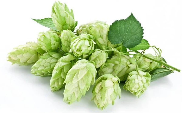 hops extracts powder 