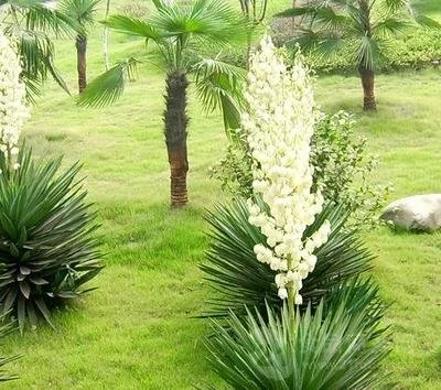 Yucca Liquid