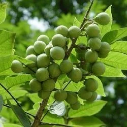 Soapnut Extract