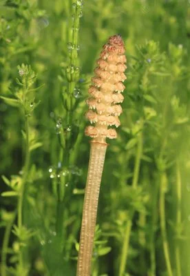 Equisetum arvense leaf extract