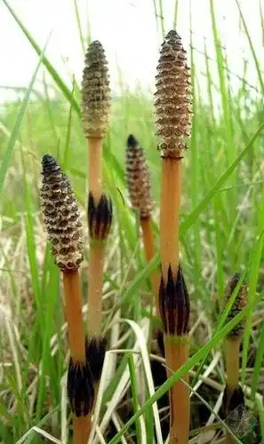 Equisetum arvense leaf extract