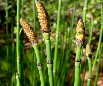 equisetum arvense leaf extract