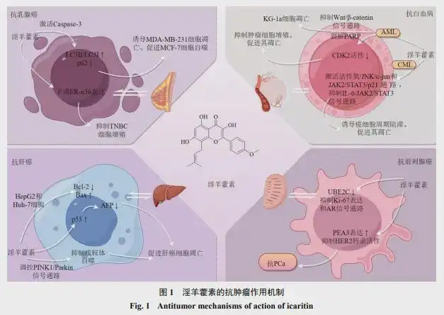 What does Epimedium do to your body?