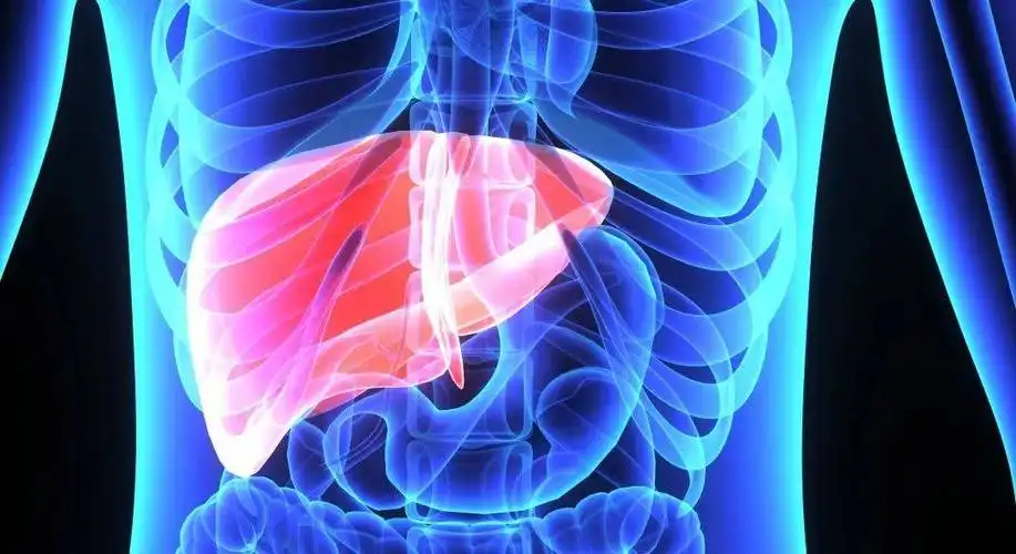 Is Epimedium safe for the liver?