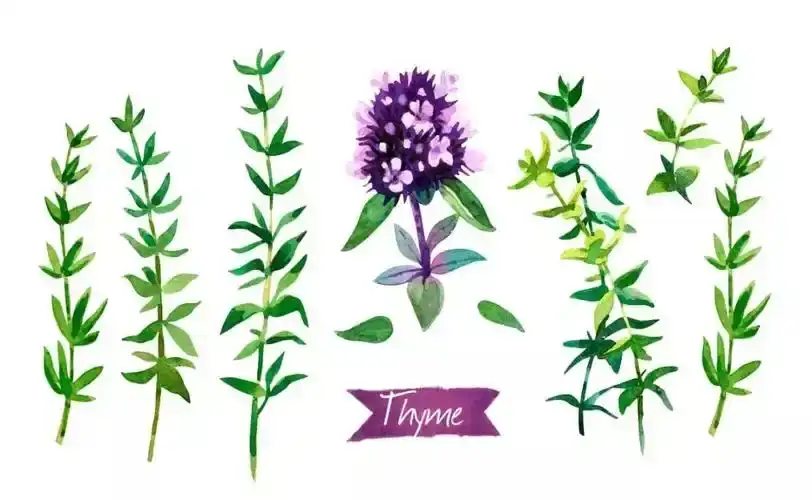 What are the active compounds in Thymus Serpyllum extract?