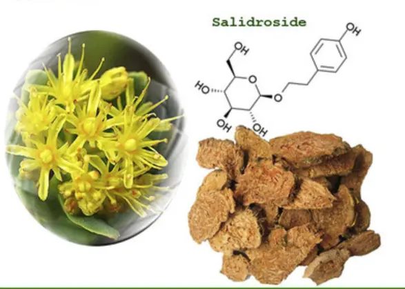 Rhodiola Rosea: Benefits and Uses