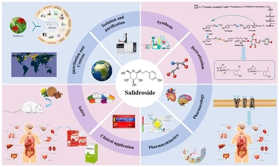 Why Salidroside Is Essential for Your Health Journey?