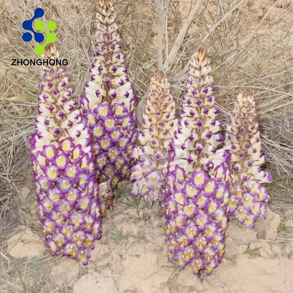 Cistanche Deserticola Extract: A Natural Energy Booster