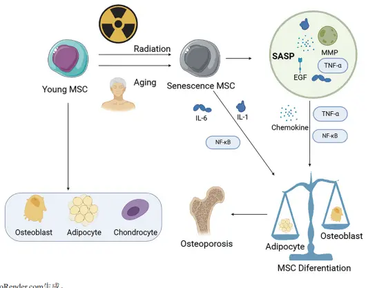 Research progress on senescent associated secretory phenotype in regulating bone tissue cells