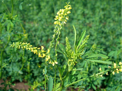 What is the Traditional Use of Melilotus Officinalis in Herbal Medicine?