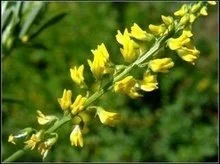 Can Melilotus Officinalis Extract help with swelling and edema?