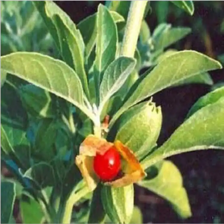 What Happens When a Woman Takes Ashwagandha?