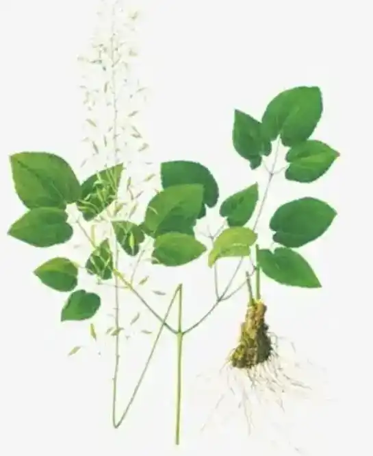 what are the health benefits of Epimedium grandiflorum?