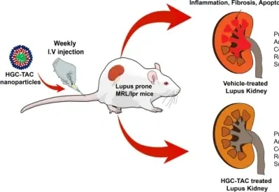 What does chitosan do for kidneys?