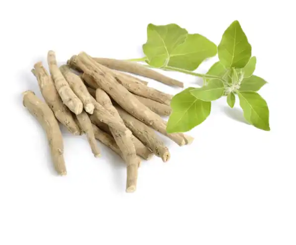 How do you extract ashwagandha root?