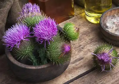 Milk Thistle Benefits for Liver Health