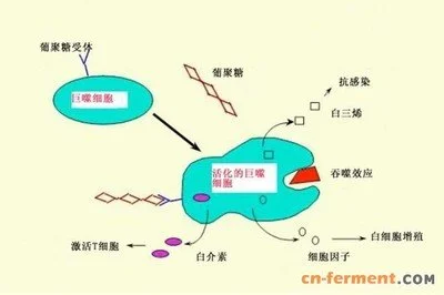 Yeast Beta Glucan Powder: Benefits and Uses