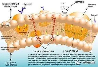 Astaxanthin Supplements: What You Need to Know?