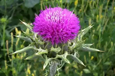 Milk Thistle Tea: A Soothing Health Boost