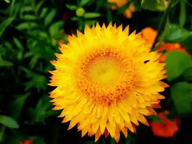 What are the benefits of Pure Helichrysum Oil?