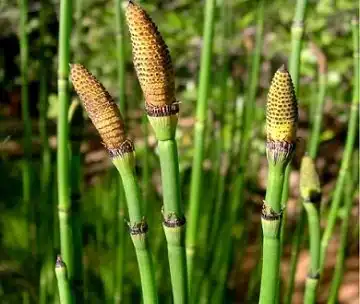 Is Equisetum arvense Leaf Extract Safe for Long-Term Use?