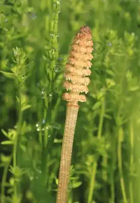 Can Equisetum arvense Leaf Extract be Used Topically for Skin Care?