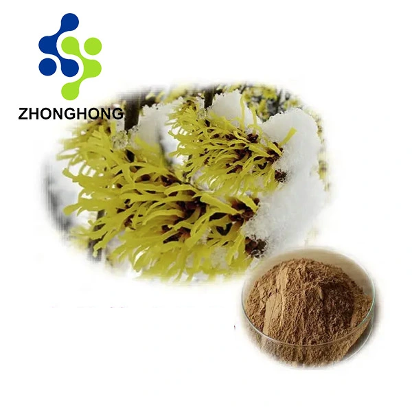 How to make witch hazel extract?