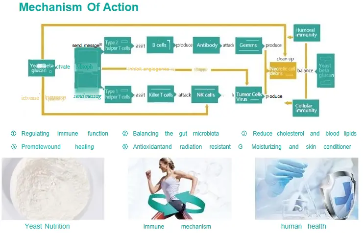 Yeast β-glucan | Experimental results show that it is very beneficial to human health, and is hailed as "super Ganoderma lucidum" and "immune gold"