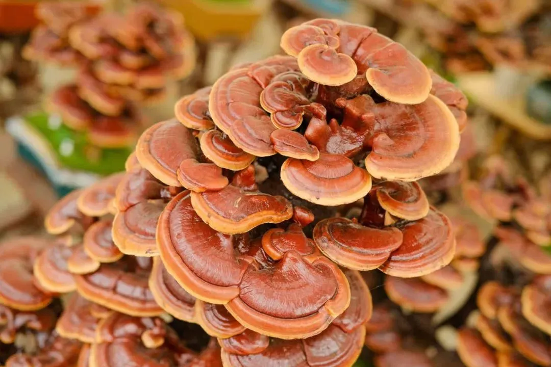 To reduce diseases, maintain good intestinal health - On the regulation of intestinal flora by Ganoderma lucidum