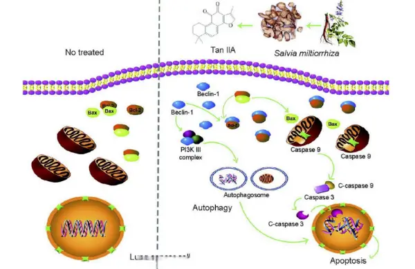 Danshen ketone IIA inhibits autophagic apoptosis mediated by Beclin-1 in non-small cell lung cancer