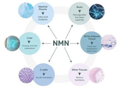 NMN (Nicotinamide Mononucleotide): Benefits, Side Effects, and Dosage