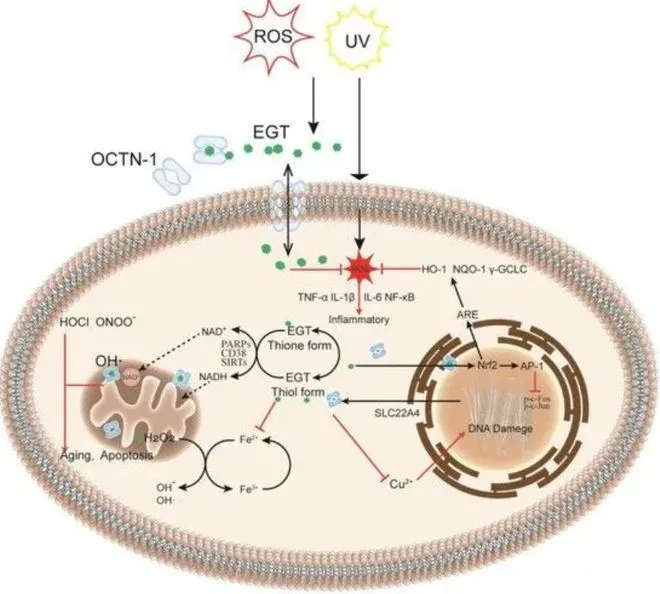 Breakthrough in bio-based production of longevity vitamin, ergothioneine