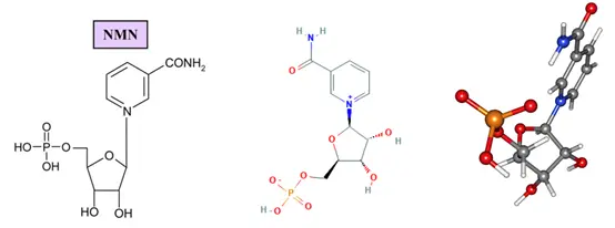 NMN full name nicotinamide mononucleotide