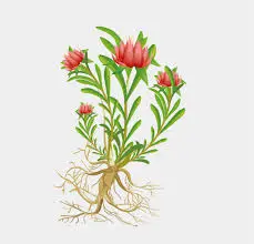 The role of Rhodiola rosea extract in cosmetics