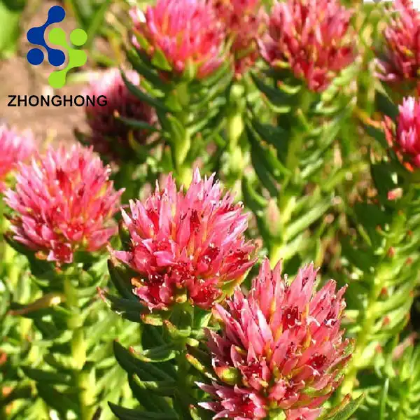 Rhodiola Rosea Extract